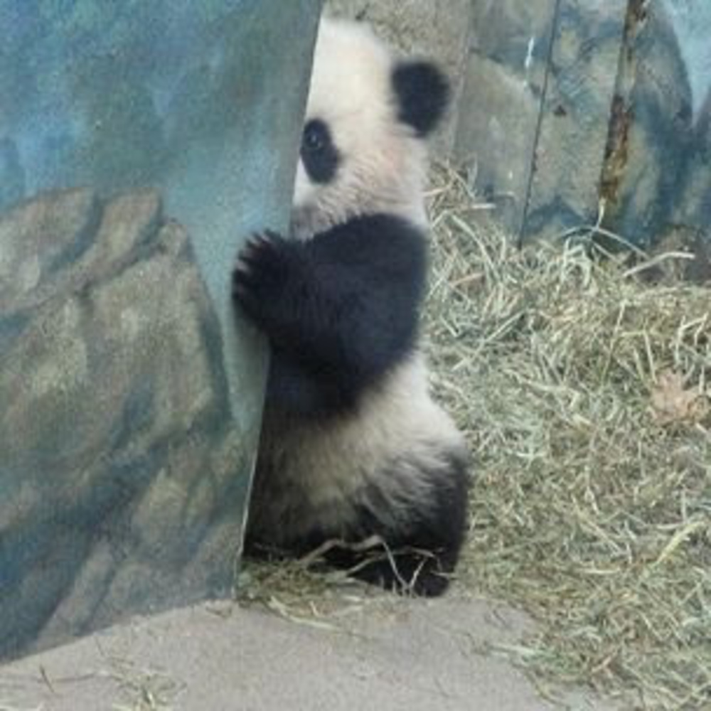 Meet your Posher, Sofia